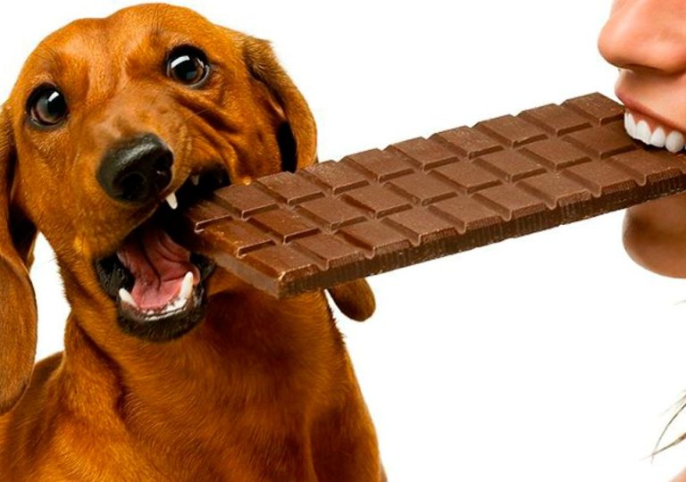 Chocolate faz mal pra cachorro!