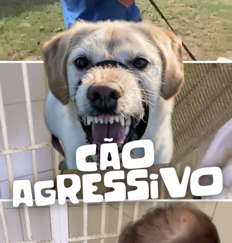 Abandono Animal no Brasil: A Dor Silenciosa que Podemos Evitar