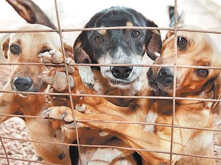 Castração gratuita para quem tem mais de 10 animais no DF