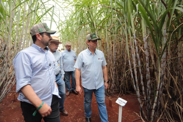 Governador de SP visita Divisão de Cana do IAC durante a Agrishow 2026